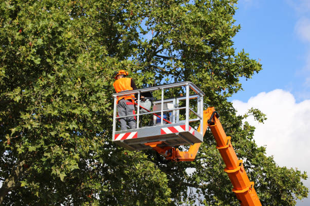 Best Emergency Tree Removal  in Granite Bay, CA